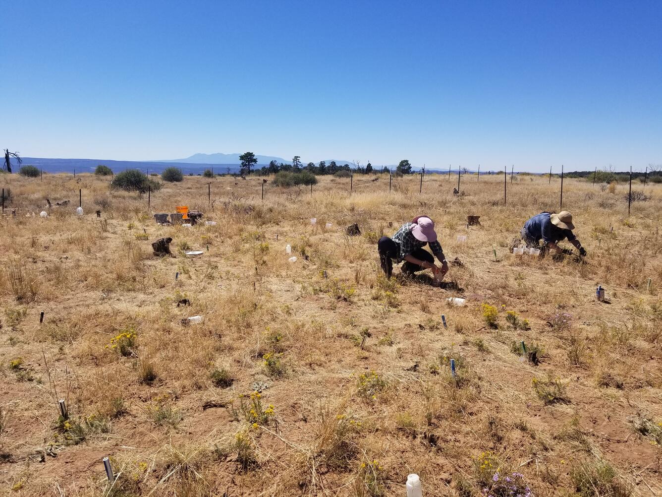 Two people kneel on the ground collecting soil samples in a golden grassland.