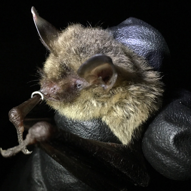 Northern long-eared bat in Shenandoah National Park.