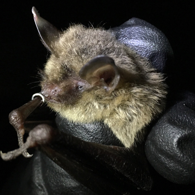 Northern long-eared bat in Shenandoah National Park.