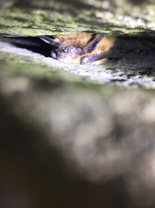 An eastern small-footed bat sleeping off the day in its talus slope roost at Shenandoah National Park.