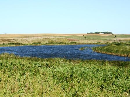 A wetland in Iowa after restoration.