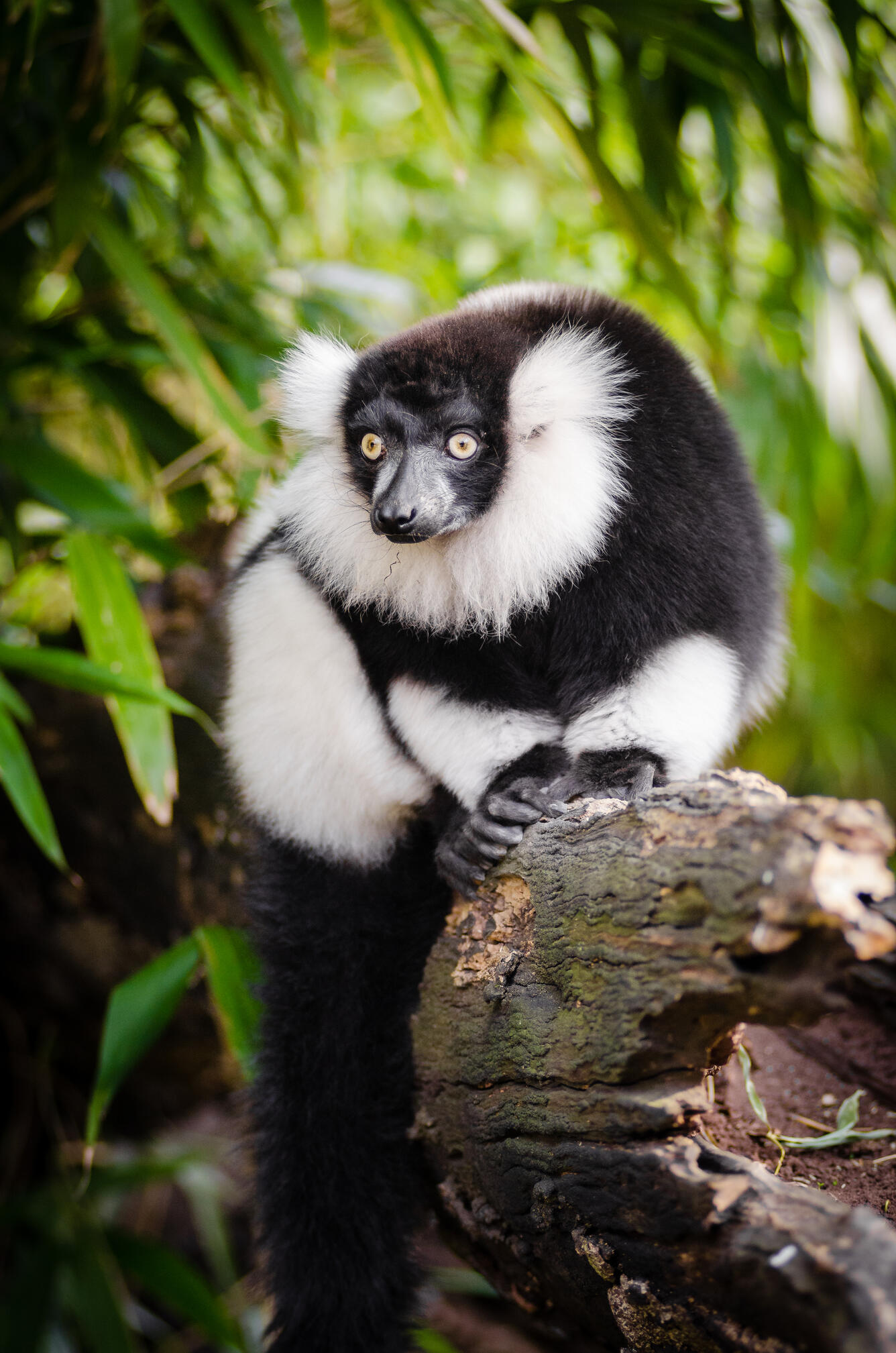 A black and white ruffed lemur perched on a tree branch.