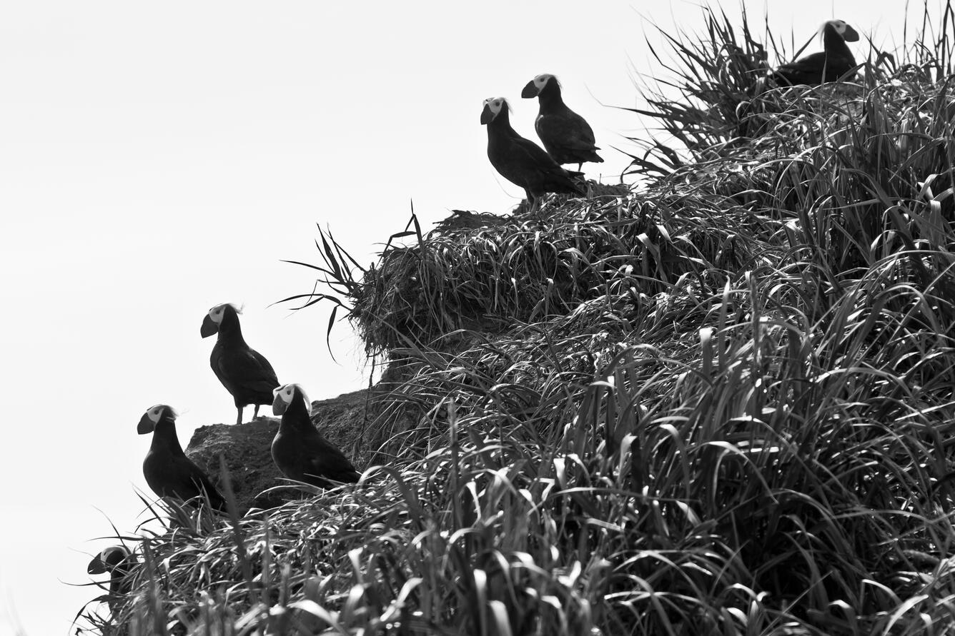 Tufted Puffins perching near their burrows in a colony on Bogoslof Island