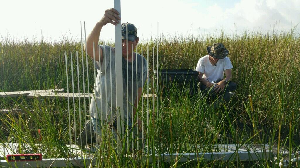 USGS WARC scientist reads SET in Louisiana marsh