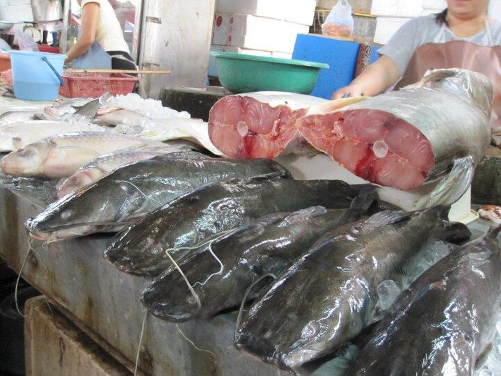 Fish lay in a fish market