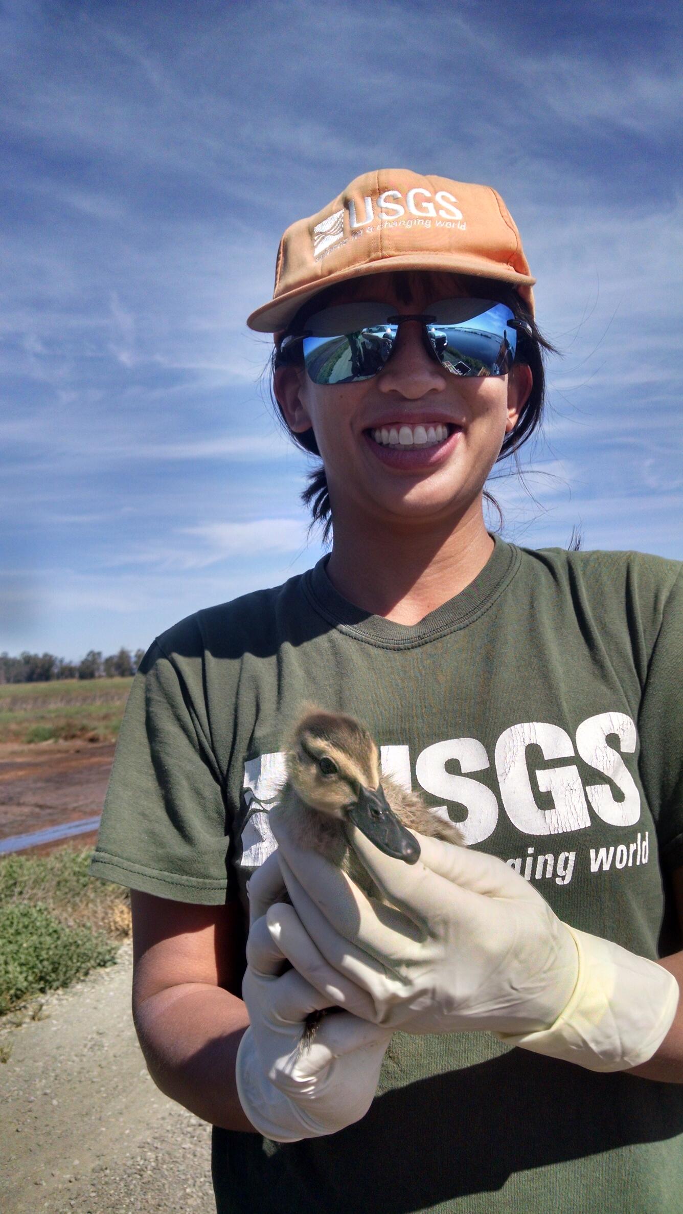 Photo of USGS employee holding a mallard chick.