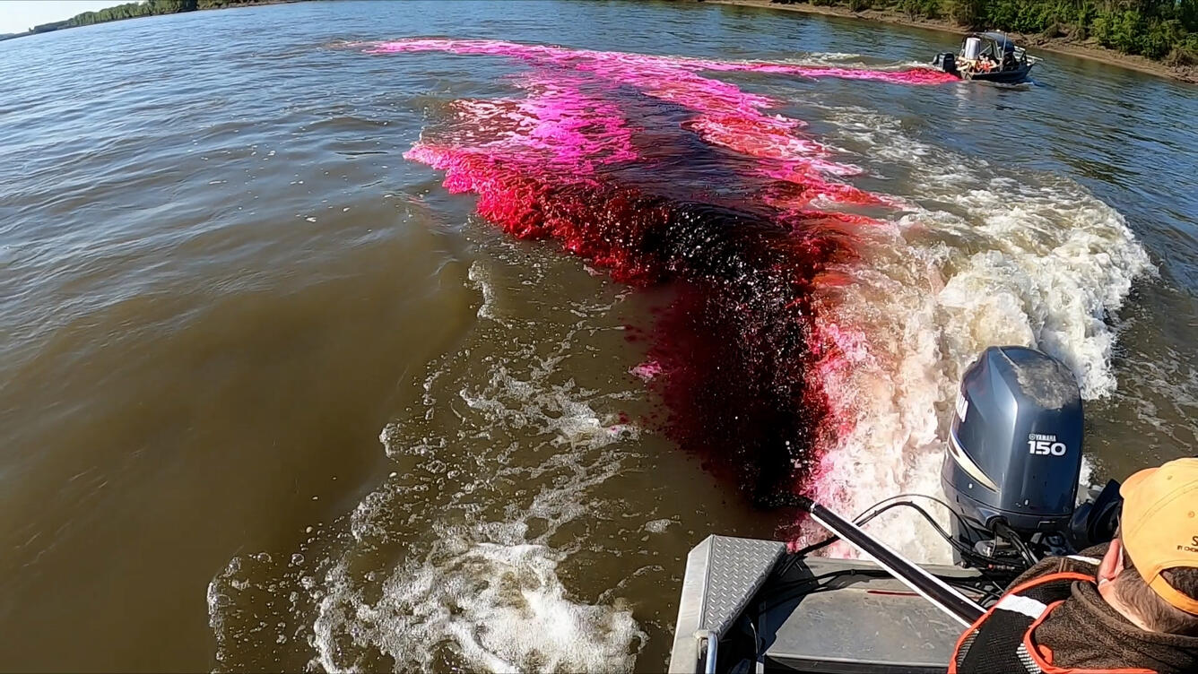 Dye Release Missouri River