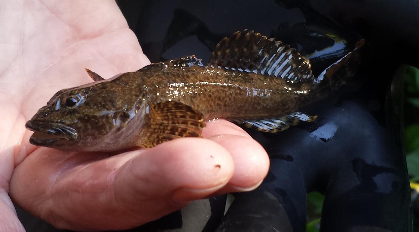 Sculpin examined during PNSQA ecological survey