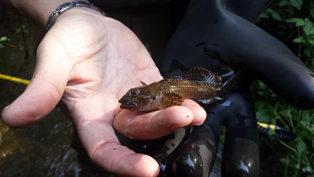 Sculpin examined during PNSQA ecological survey