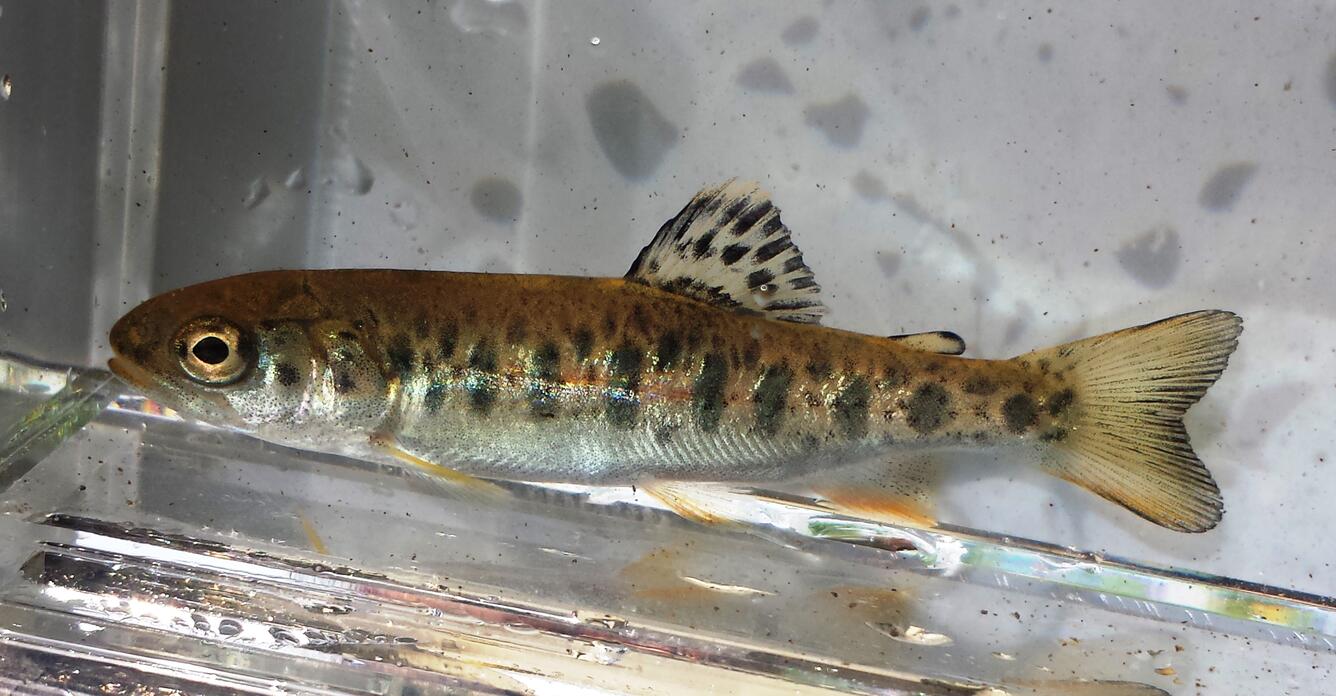 Juvenile cutthroat trout examined during PNSQA ecological survey at Issaquah, Washington