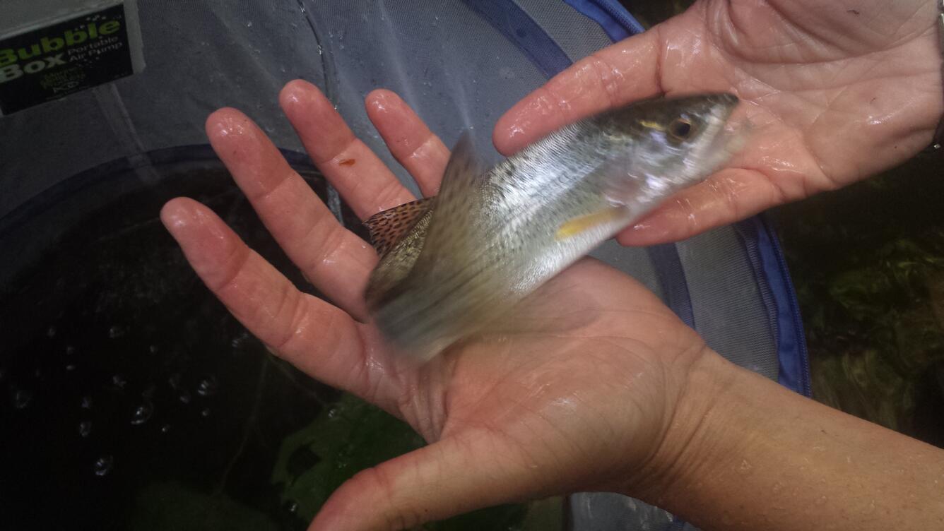 Trout examined during PNSQA ecological survey