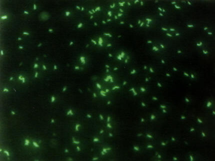 DFAT for Renibacterium salmoninarum