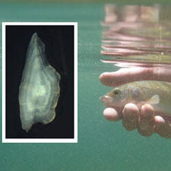 Issue2.1January2014Thumb