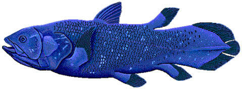 Latimeria chalumnae, a species of coelacanth