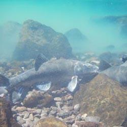 Issue2.8August2014Thumb