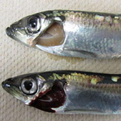 Issue3.6June2015Thumb