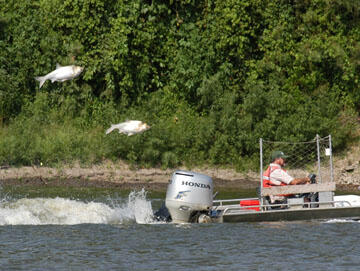 Jumping Silver carp