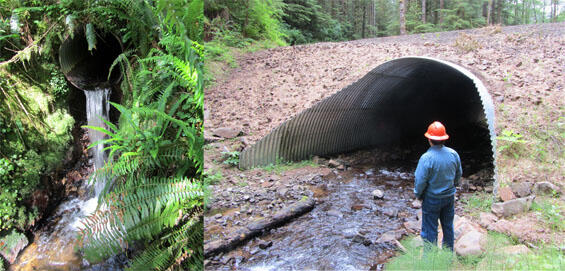 Assessing a recently replaced culvert in Siuslaw National Forest.