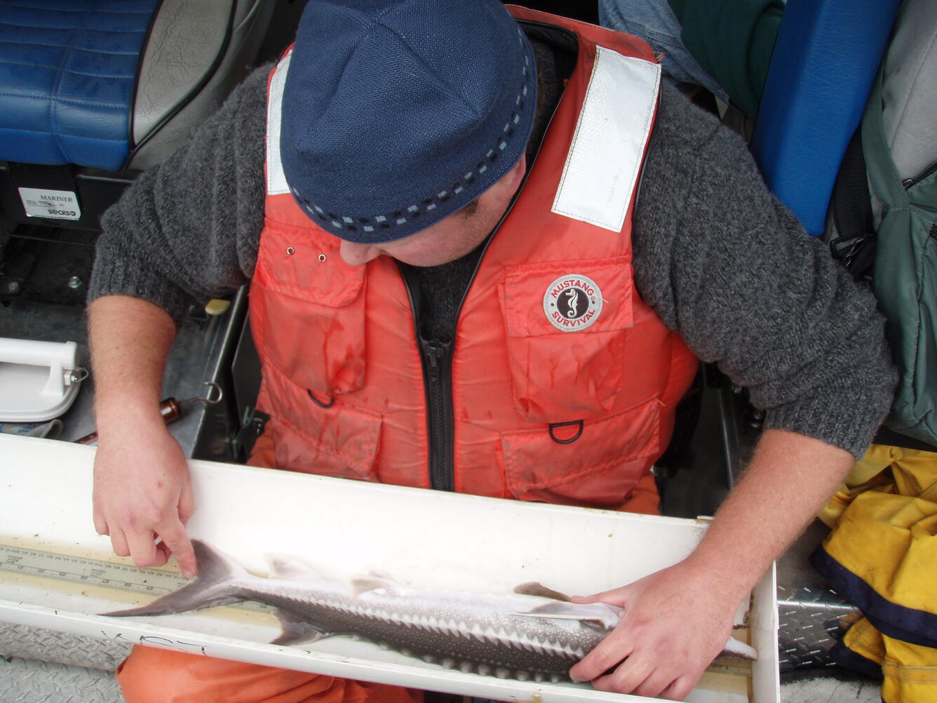 Measuring YOY White Sturgeon