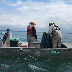 Checking lampara net for fish