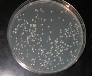 Renibacterium salmoninarum colonies growing on a spread plate