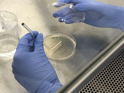 Spread plate procedure for quantitative culture Renibacterium salmoninarum