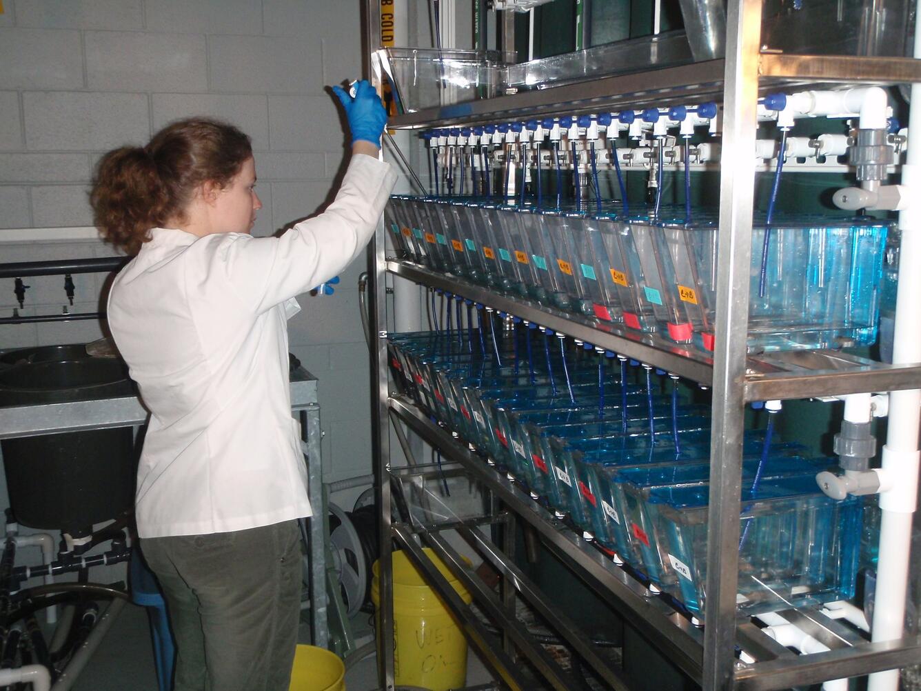Working in Zebrafish Laboratory