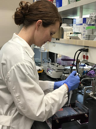 nPCR for the detection of Rs Image 1