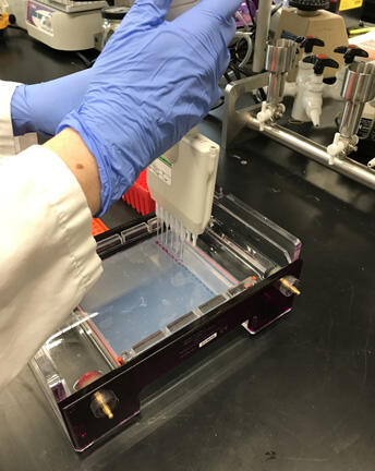 WFRC nPCR test for detection of Rs Image 2