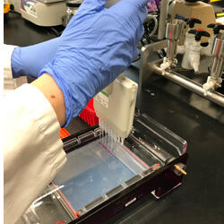 nPCR test for detection of Rs Image 2Thumb