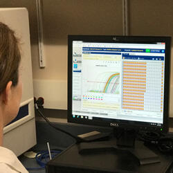 qPCR for detection of Rs 2Thumb