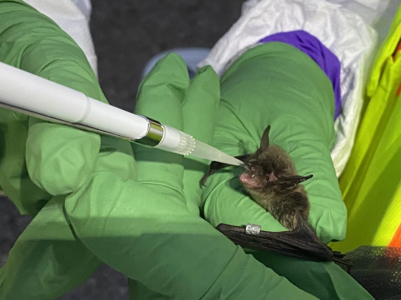 Gloved hands holding a bat white glove scientists administers vaccine orally.