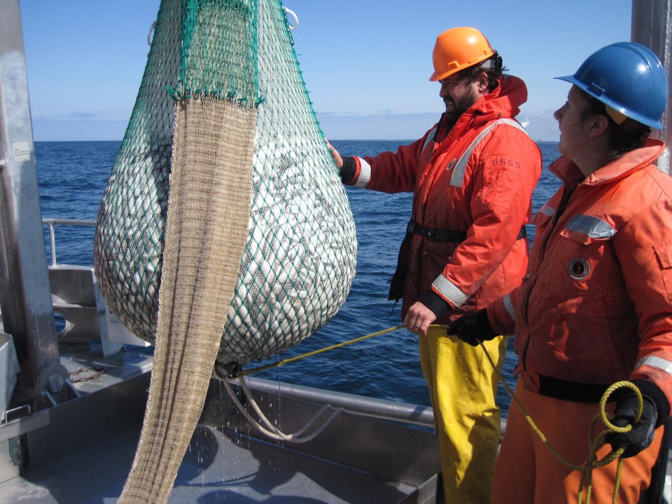 Collecting alewife in a trawl net aboard R/V Kaho during the Spring 2014 Lake Ontario cruise