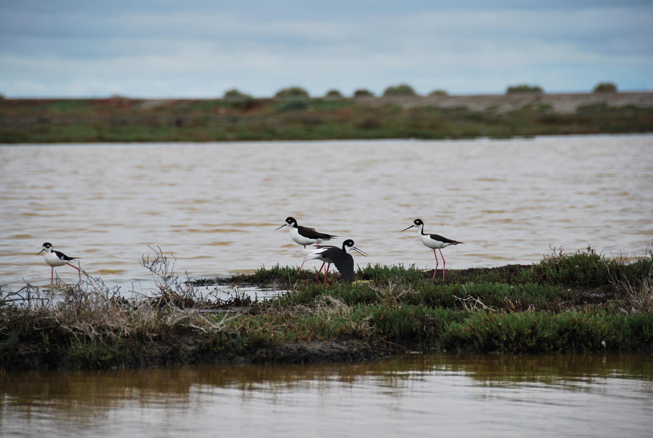 WERC Waterbirds of SF Bay, High Resolution