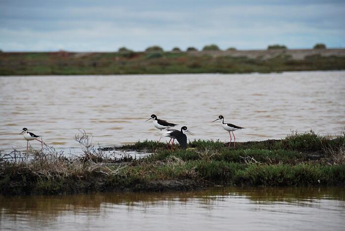 Waterbirds of San Francisco Bay (WERC)
