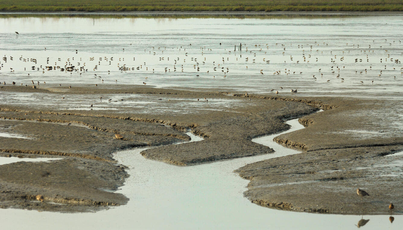 WERC Waterbirds in San Francisco Bay for South Salt Pond Restoration
