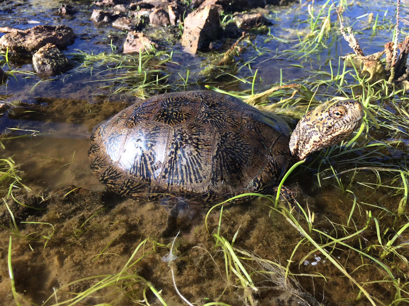 An extremely rare Mojave River western pond turtle was recently observed in the Mojave Desert. 