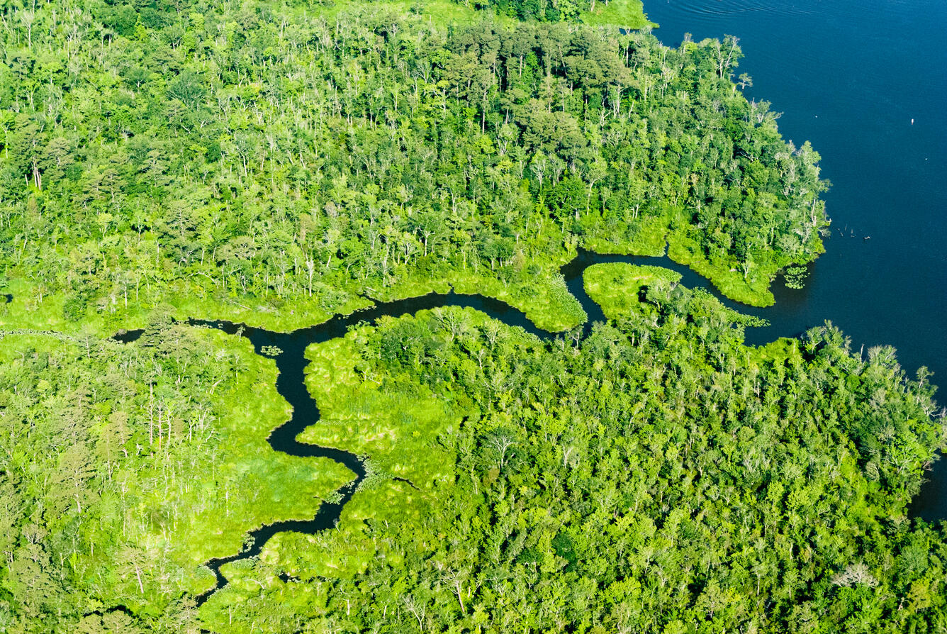 Wetlands in Wicomico River, Maryland