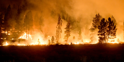 Wildfire