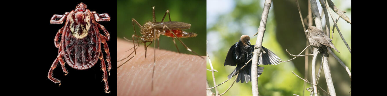 Wildlife Disease Montage