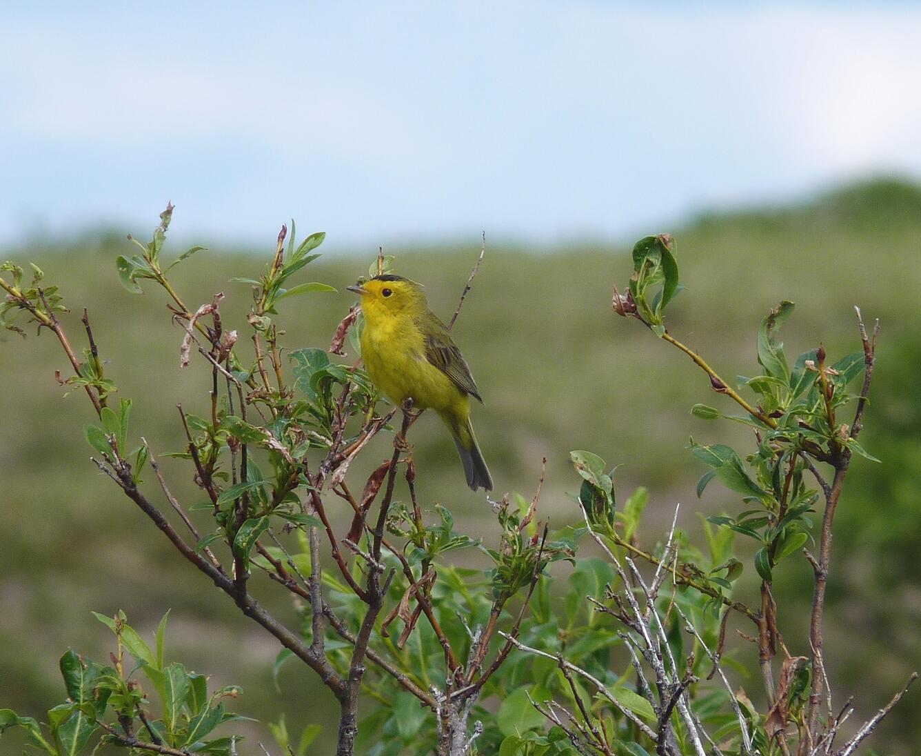 Small bird in a bush