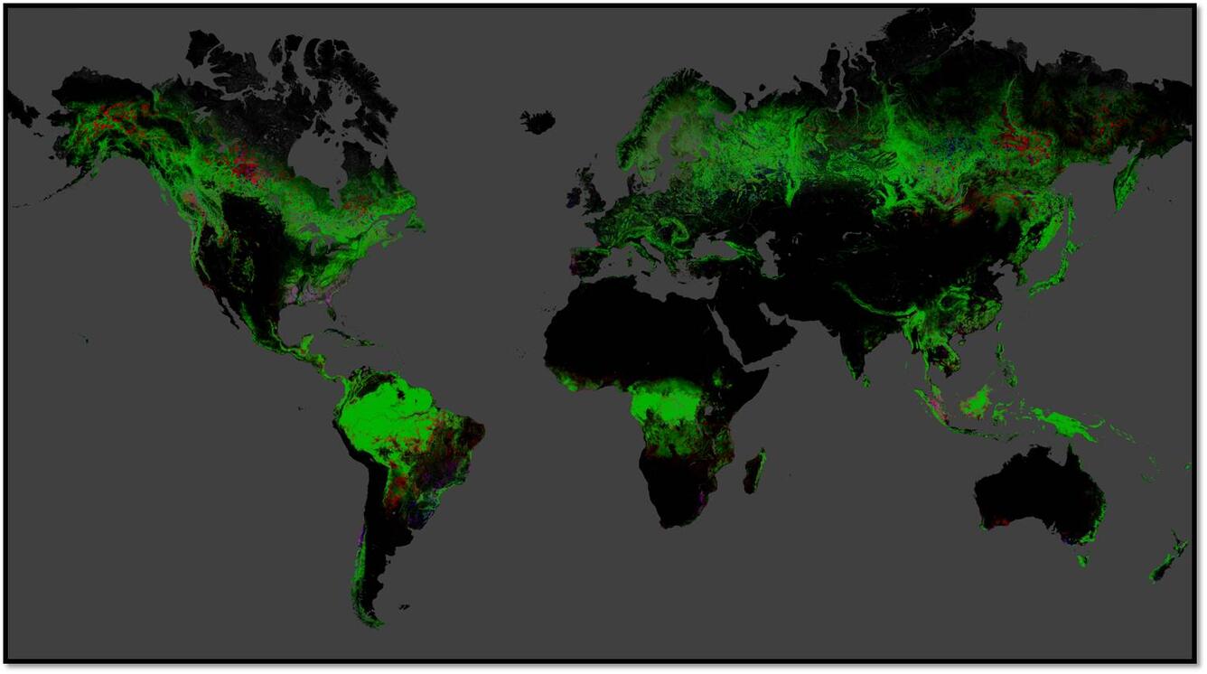World Forests