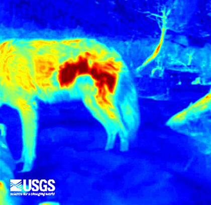 Thermal image of wolf with mange.