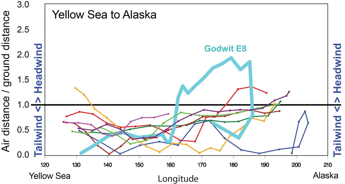 In the role of wind in Bar-tailed Godwit northward migrations, this graphic shows tailwinds are often favorable due to the preva