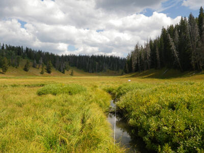 Yellowstone stream temperature sampling.