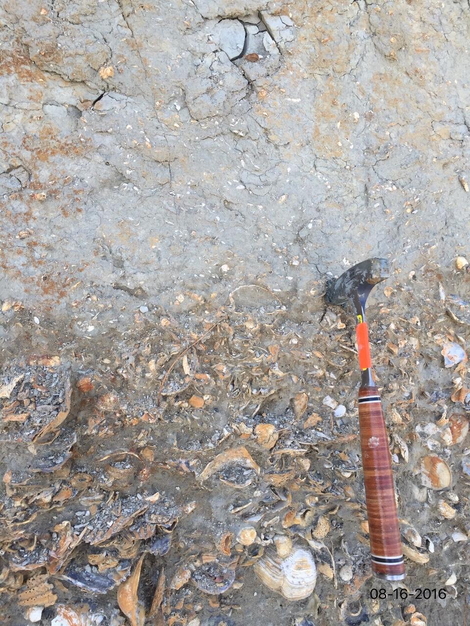 Fossil-rich sediment profile with hammer.