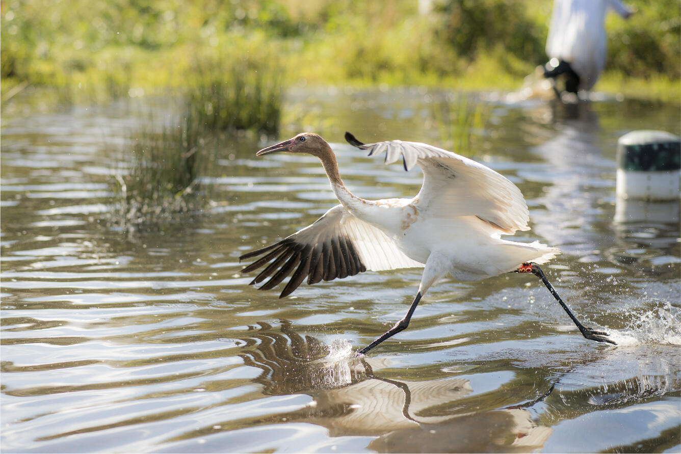 Young Whooping Crane