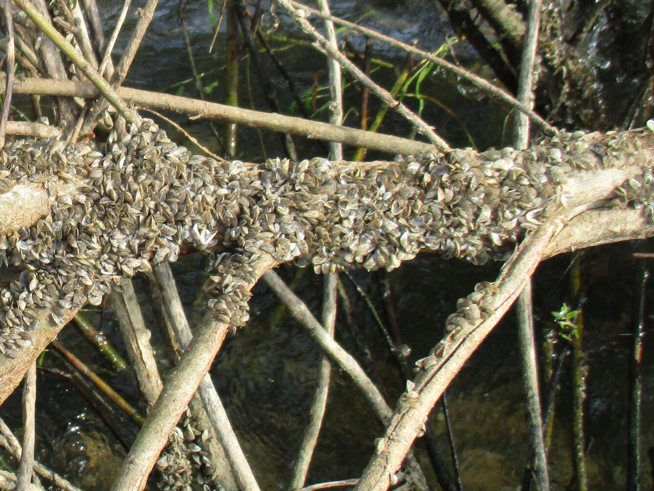 Zebra mussels on a branch above a north Texas lake
