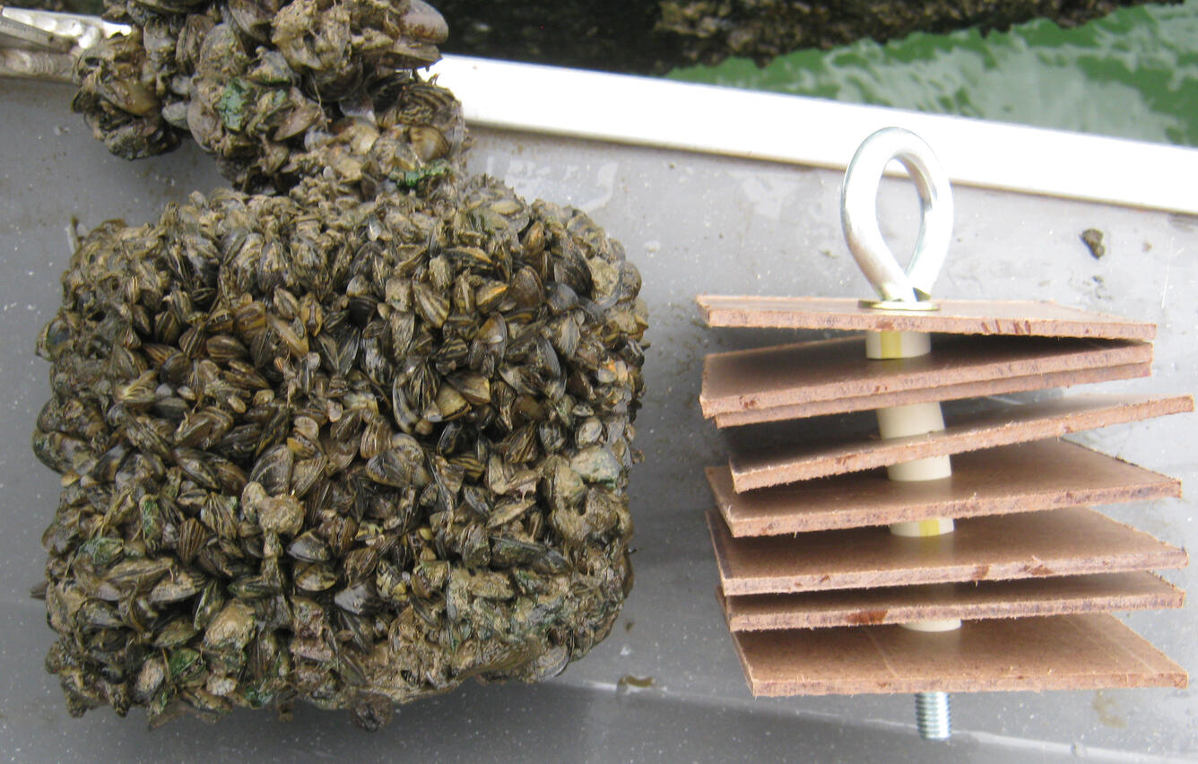 Clean artificial substrate on the right and same substrate covered with zebra mussels on the left from North Texas lake