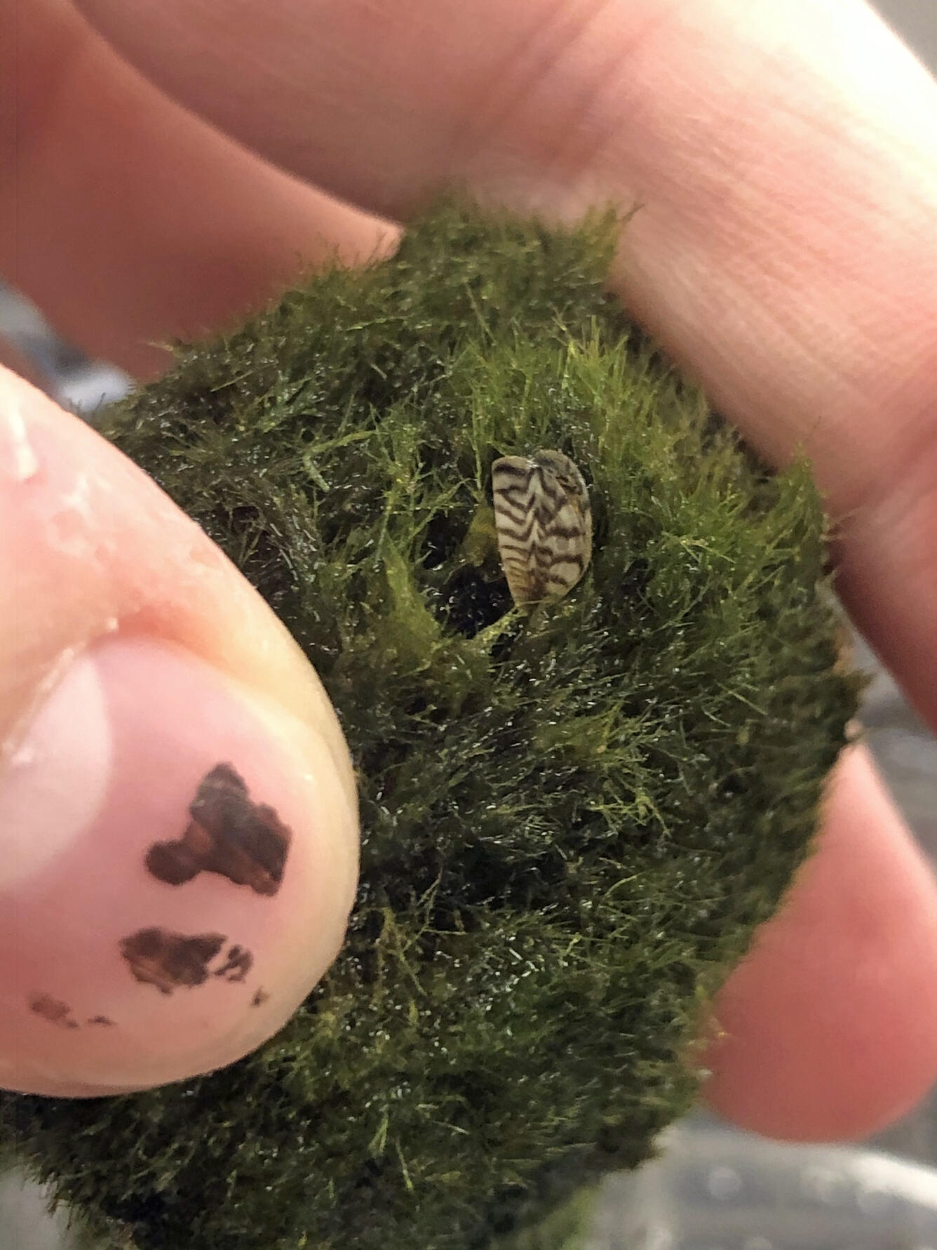 An image of a small moss ball held in someone's hand with an invasive zebra mussel clearly seen on the moss..